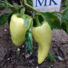 Pimiento Alba Regia,10 semillas,seeds,Capsicum annuum (275)