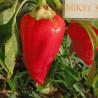 Pimiento California Amy , 10 semillas , Capsicum annuum (627)