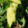 Pimiento Cecei Hungaro , 10 semillas , Capsicum annuum (633)