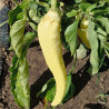 Pimiento Feher Kos , 10 semillas  (635)