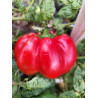 Pimiento Gogosari , 10 semillas , Capsicum annuum (770)