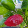 Pimiento Padron,10 semillas,Capsicum annuum (514)