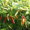PIRI-PIRI , 10 semillas , Capsicum frutescens  (242)