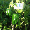 Poblano,10 semillas,Capsicum annuum (6)