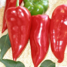 Prizrenca Sweet Pepper , 10 semillas , Capsicum annuum (621)