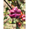 Purple Pumpkin, 10 semillas,Capsicum chinense (303)