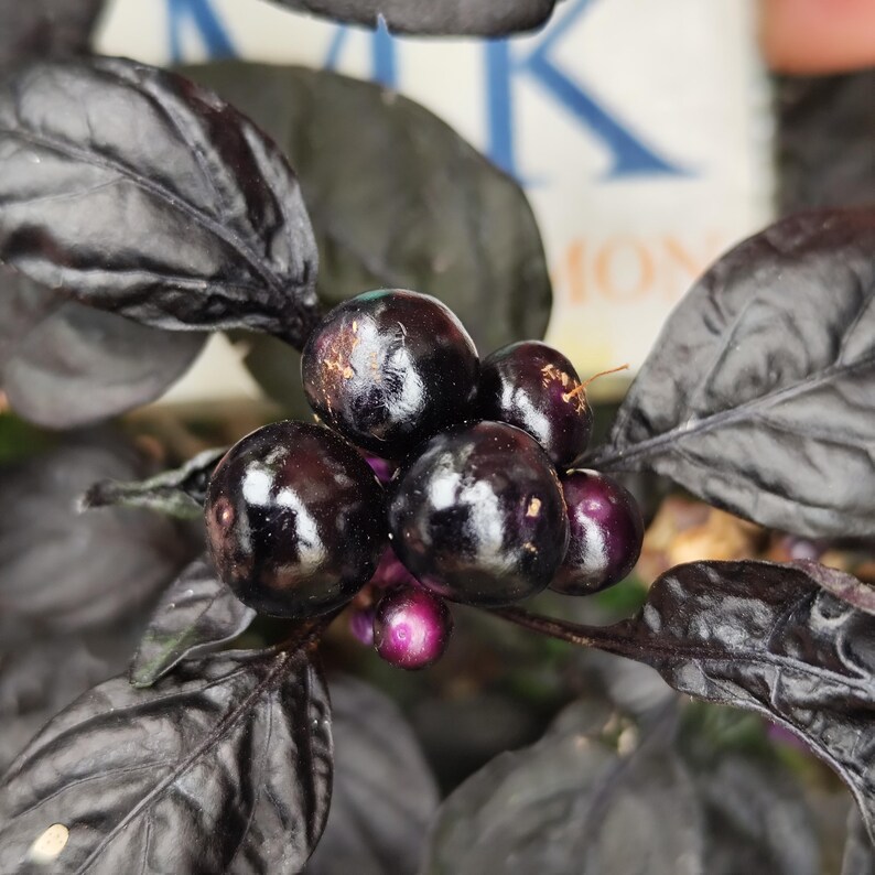 Black Pearl,10 semillas,seeds,Capsicum annuum,cosecha propia (218)