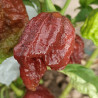 Raptor , 10 semillas ,Capsicum chinense (500)