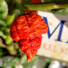 RB003 , 10 semillas , capsicum chinense (620)
