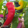 Record Paprika,10 semillas,Capsicum annuum (283)
