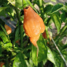 Rhino DD , 10 semillas , Capsicum chinense (640)