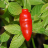 Rocoto Aji Largo , 10 semillas ,Capsicum pubescens (422)