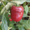 Rocoto Argentina , 10 semillas ,Capsicum pubescens (526)