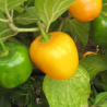 Rocoto Canario , 10 semillas,Capsicum pubescens (214)