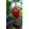 Rocoto Costa Rica Red , 10 semillas , Capsicum pubescens (211)