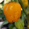 Rocoto Giant Orange , 10 semillas ,Capsicum pubescens (395)