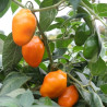 Rocoto Guatemala Orange , 10 semillas , capsicum pubescens (312)