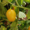 Rocoto Mini Yellow , 10 semillas , Capsicum Pubescens (381)