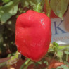 Rocoto Peron Rojo , 10 semillas , Capsicum pubescens (615)