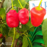 Rocoto San Isidro , 10 semillas , Capsicum pubescens (133)