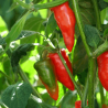 Rocoto ST. Miguel de Tucuman ,10 semillas , Capsicum Pubescens (353)