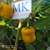Rocoto Yellow Giant,10 semillas,Capsicum pubescens (382)