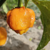 Sabo , 10 semillas , Capsicum chinense (492)