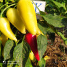 Santa Fe Grande,10 semillas,Capsicum annuum (365)