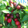 Satan's Kiss,10 semillas,Capsicum annuum (85)