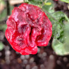 Scorpion Purple , 10 semillas,Capsicum chinense,cosecha propia (531)