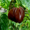 Scotch Bonnet Guadalupe Black , 10 semillas , Capsicum chinense (491)