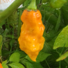 Scotch Bonnet Jamaican Long,10 Semillas,Capsicum chinense (183)
