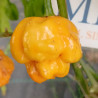 Scotch Bonnet Papa Joes,10 semillas , Capsicum chinense (170)