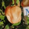 Scotch Bonnet Peach , 10 semillas , Capsicum chinense (611)