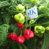 Scotch Bonnet Safi , 10 semillas , Capsicum chinense  (169)