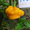 Scotch Bonnet Trenton FM , 10 semillas , Capsicum chinense (272)