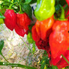 Scotch Bonnet Trinidad Red , 10 semillas , Capsicum chinense (171)