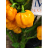 Scotch Bonnet Yellow , 10 semillas , capsicum chinense (767)
