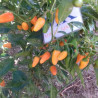 Short Yellow Tabasco , 10 semillas , Capsicum annuum (258)