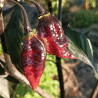 Spiker Card Caramelo , 10 semillas , Capsicum chinense (523)