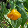 Starfish Yellow,10 semillas , Capsicum baccatum (368)