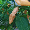 Sugar Rush Peach,10 semillas,capsicum baccatum (478)