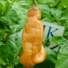 Sugar Rush Stripey , 10 semillas , Capsicum baccatum (585)