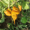 T-REX Mustard , 10 semillas , Capsicum chinense (120)