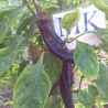 Tazmanian Black , 10 semillas , Capsicum annuum  (256)