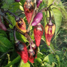 Tiger Jalapeño X Dark PM , 10 semillas , Capsicum annuum (525)