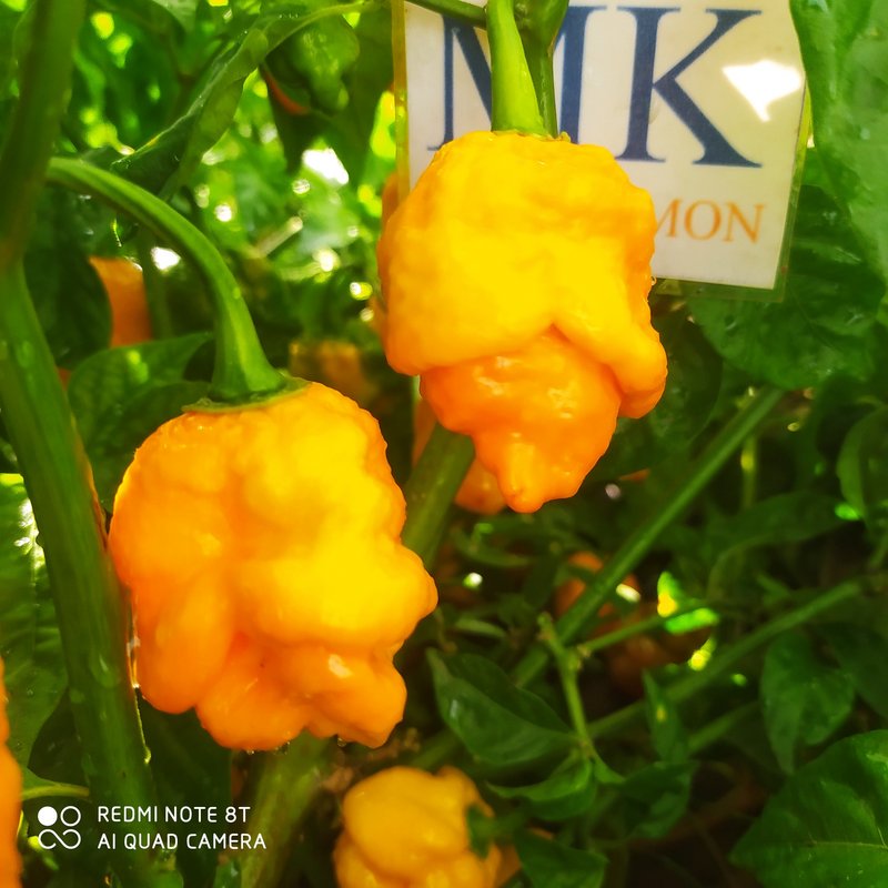 7 Pod Nebru,10 semillas , Capsicum chinense (434)