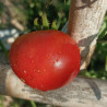 Tomate Amateur , 10 semillas (91)