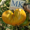 Tomate Ananas Green , 10 semillas (185)