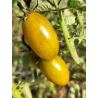 Tomate Artisan Green Tiger , 10 semillas (327)